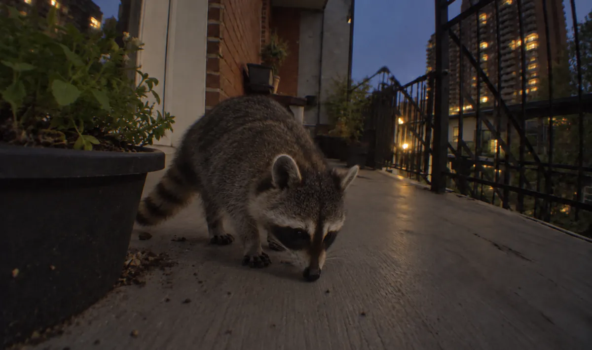 Raton laveur sur un balcon après la tombée de la nuit, fouillant la terre renversée près d’une jardinière, lumières de la ville en arrière-plan