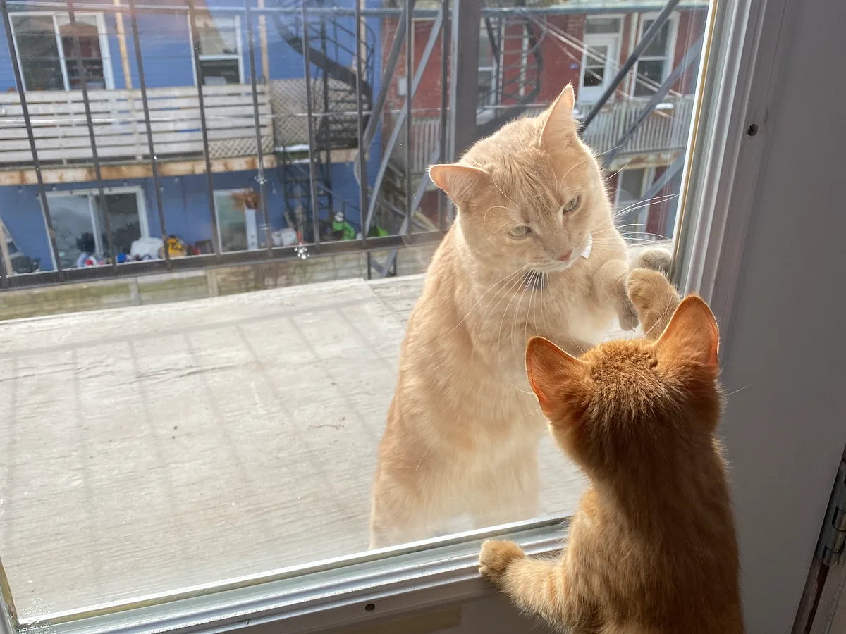 Deux chats roux face à face de part et d’autre d’une porte vitrée de balcon