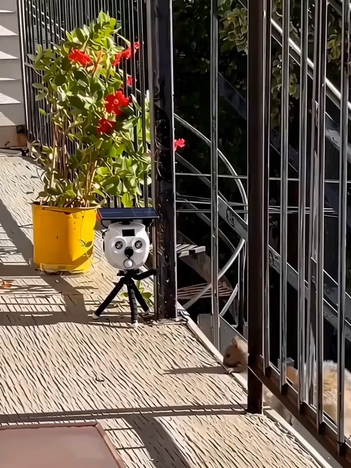 Real footage: BalconyPatrol on a balcony next to a planter, a squirrel at the railing